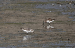 Calidris ruficollis