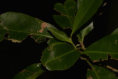 Planchonella australis