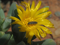 Malephora lutea