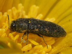 Acmaeodera