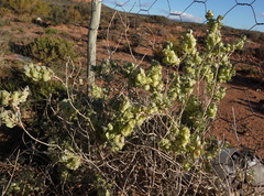 Atriplex lindleyi inflata