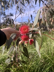 Eucalyptus caesia