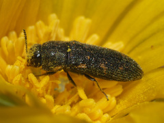 Acmaeodera