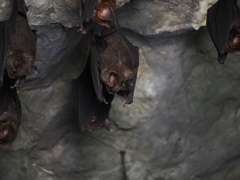 Hipposideros armiger terasensis