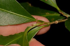 Planchonella australis