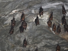 Hipposideros armiger terasensis