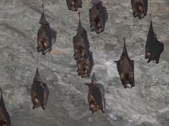 Hipposideros armiger terasensis