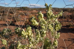 Atriplex lindleyi inflata