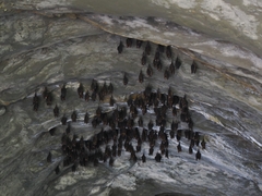 Hipposideros armiger terasensis