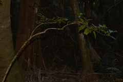 Planchonella australis