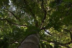 Schizomeria ovata