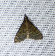 Steniodes declivalis