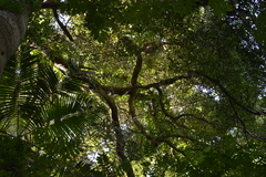 Schizomeria ovata