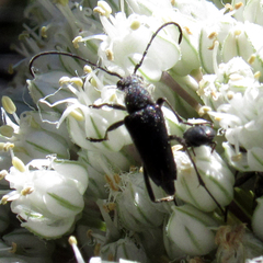 Anastrangalia laetifica