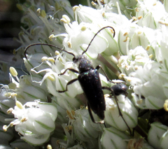 Anastrangalia laetifica