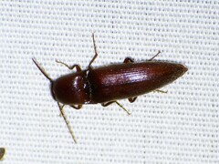 Elaterini