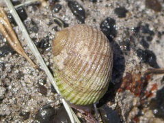 Nerita plicata