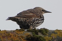 Sturnus vulgaris