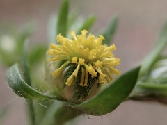Triptilodiscus pygmaeus