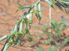 Dipcadi brevifolium