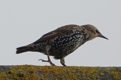 Sturnus vulgaris