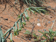 Dipcadi brevifolium