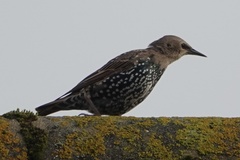 Sturnus vulgaris