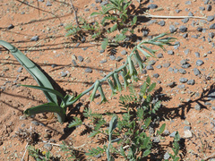 Dipcadi brevifolium