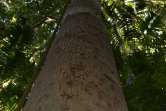 Schizomeria ovata