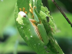 Agalychnis callidryas