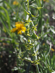 Dipcadi brevifolium