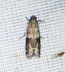 Moodna ostrinella