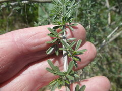 Wiborgia