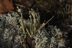 Cladonia verticillata