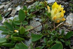 Anthyllis vulneraria alpestris