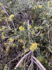 Acacia dealbata