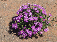 Drosanthemum