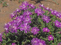 Drosanthemum