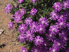 Drosanthemum