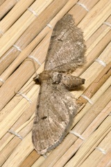 Eupithecia absinthiata