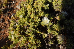 Drosanthemum