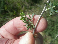 Wiborgia
