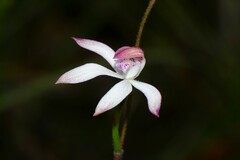 Caladenia clarkiae