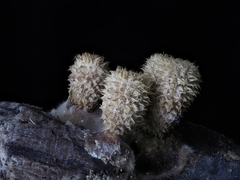 Cyathus striatus
