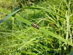 Cheilomenes sexmaculata