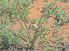 Albuca virens