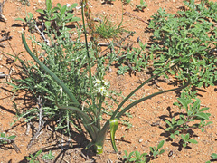 Albuca virens
