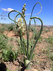 Albuca virens