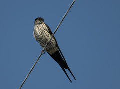 Cecropis striolata