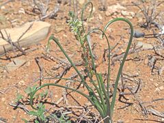 Albuca virens